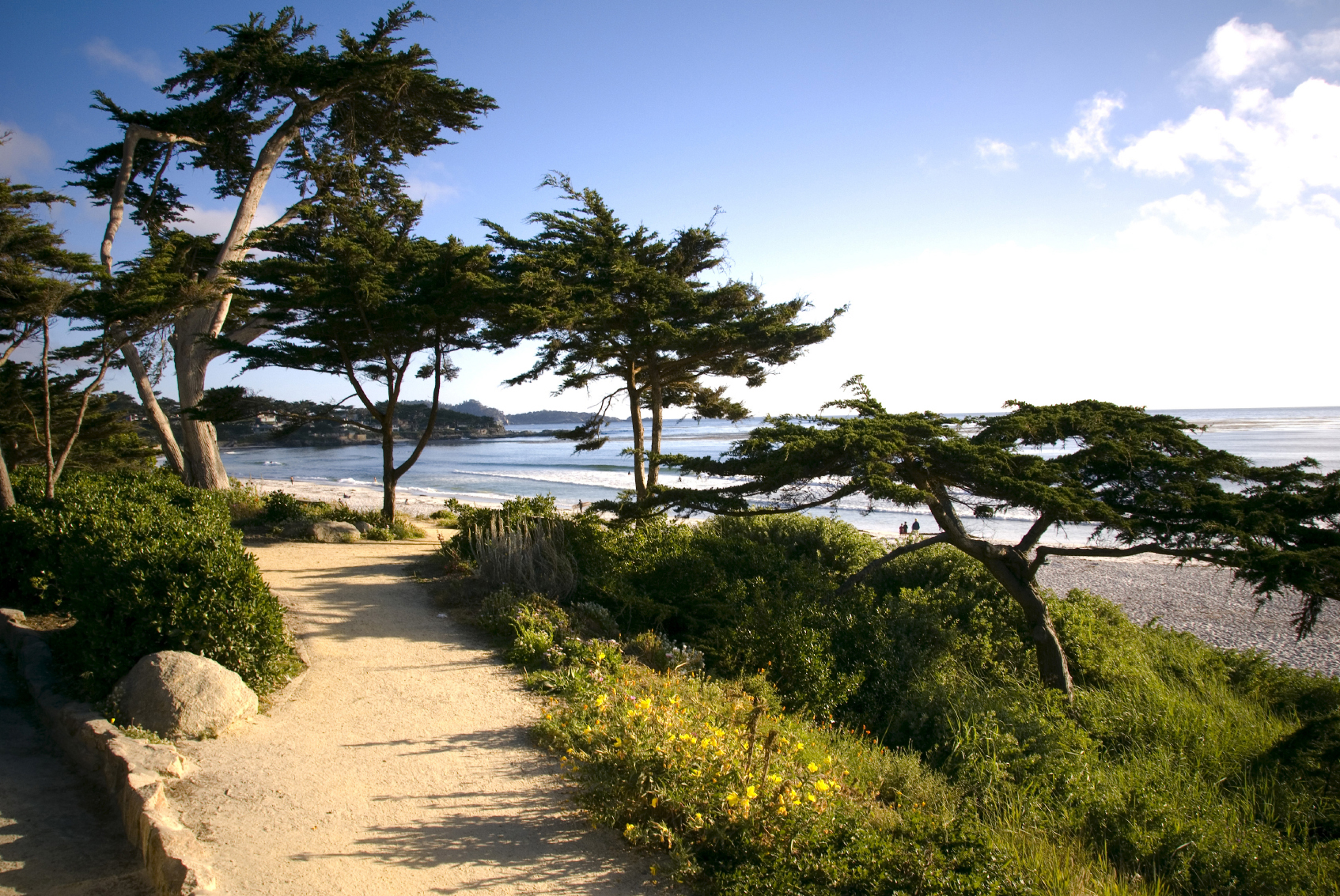 Carmel_Beach_Cypress_Trees